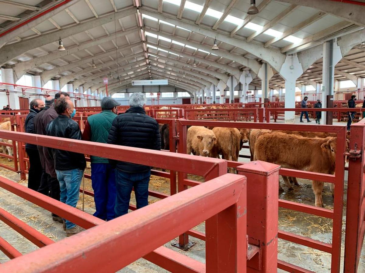 Un grupo de tratantes y compradores ven un corral de terneros