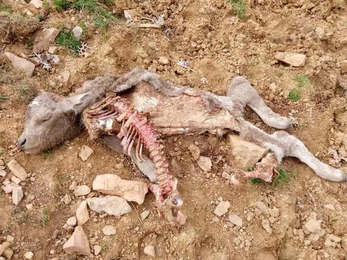 El lobo ataca de nuevo en Horcajo Medianero matando un ternero