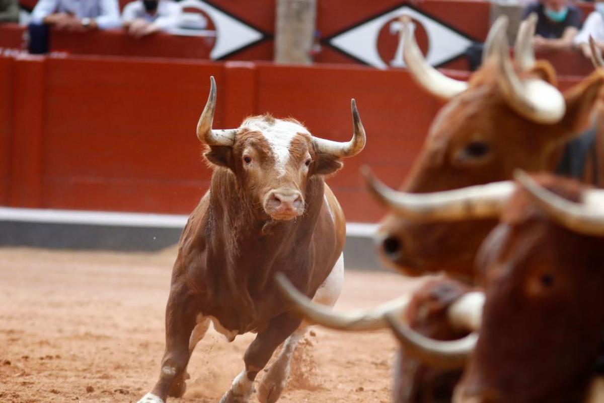 Varios toros de Galache en La Glorieta