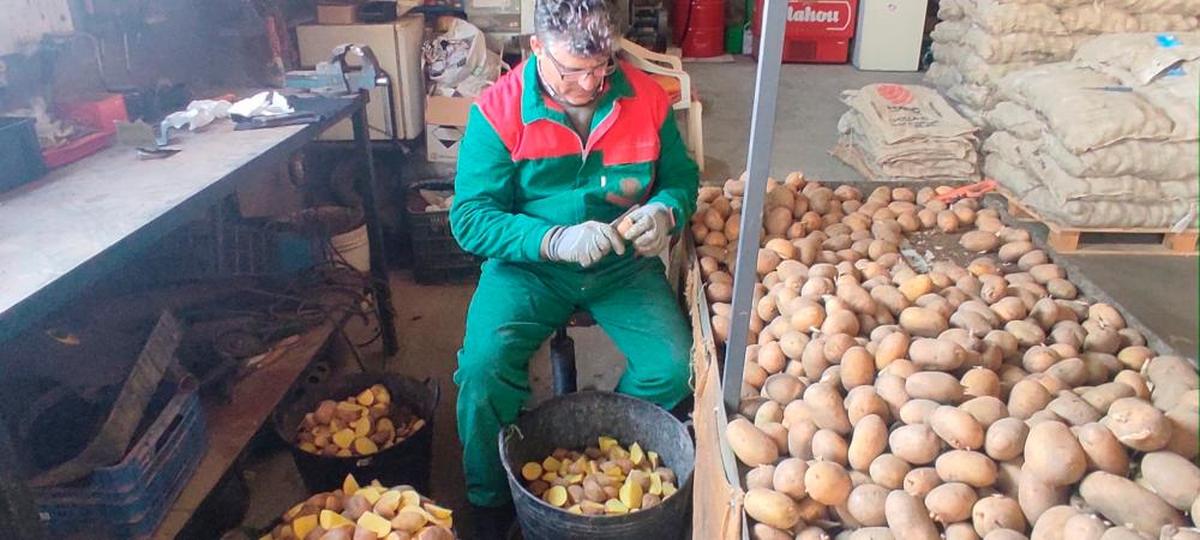 Jesús González partiendo patatas para sembrar.