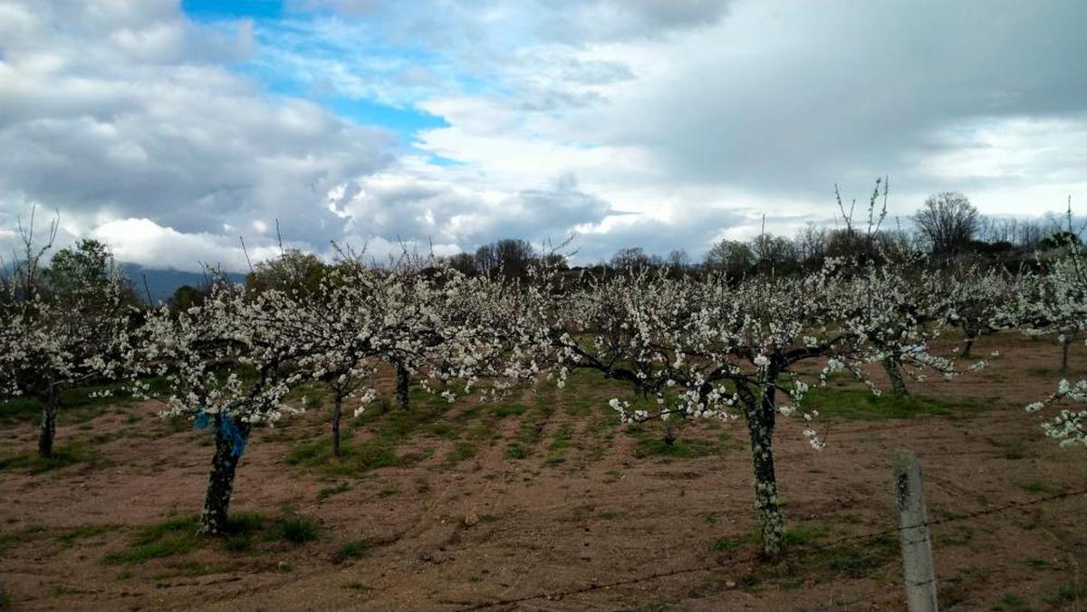 Cerezos florecidos ya esta semana en la zona de la localidad de Pinedas.