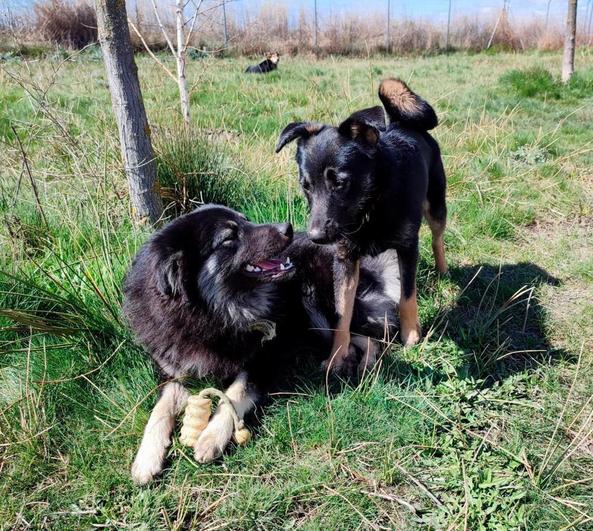 Peck y Nero jugando en el refugio salmantino.