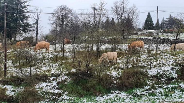 Vacas pastando esta semana entre la nieve en una finca de Candelario, localidad próxima a la zona sanitaria de El Barco