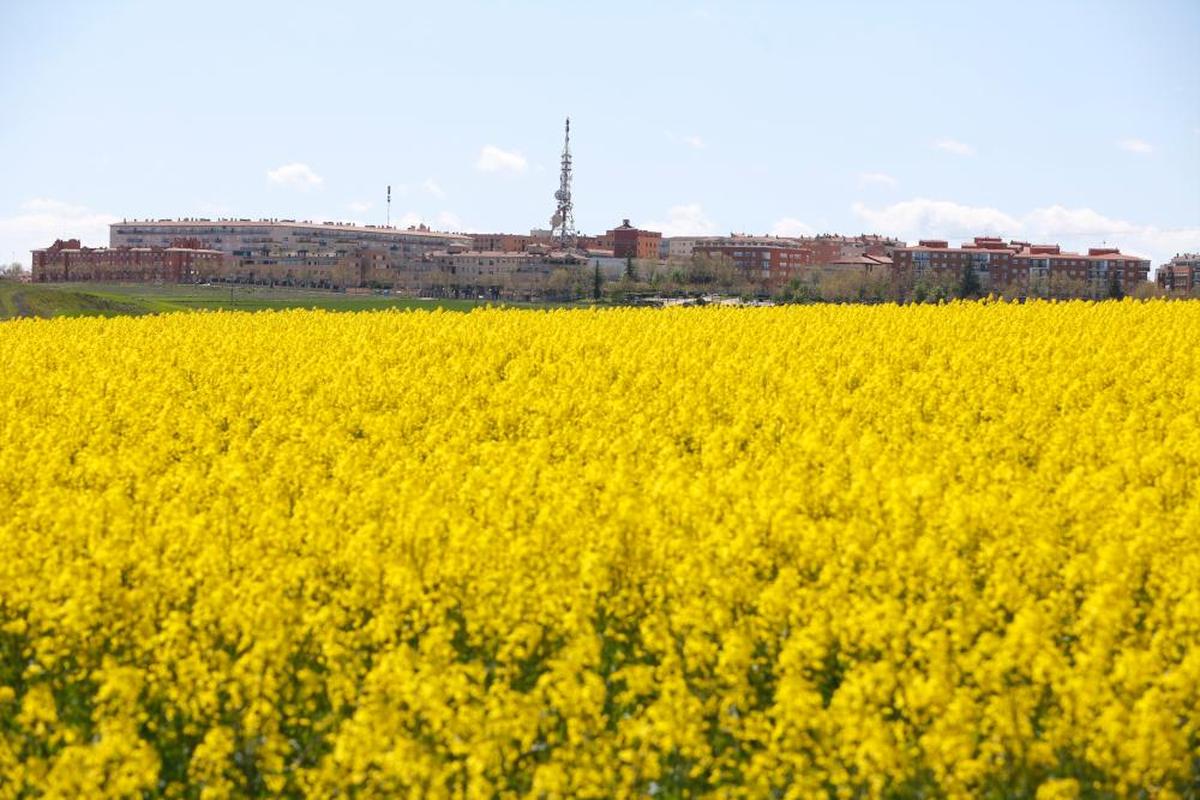 Campo de colza con Salamanca al fondo.