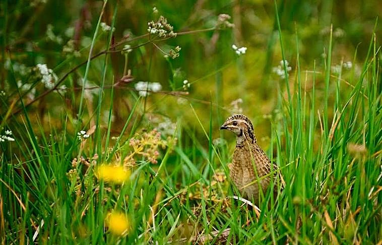 Habrá que esperar para ver qué pasa con la codorniz