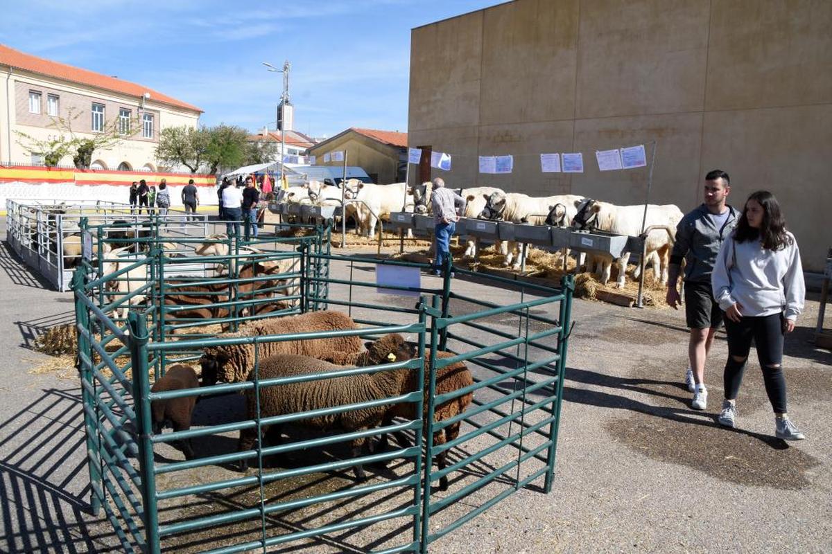 Vacuno, ovino y caprino en la VII Muestra de Ganado Selecto de La Fuente de San Esteban