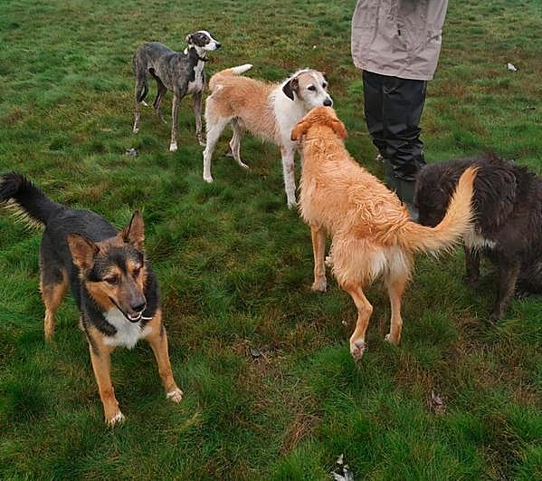 Un jauría de perros.