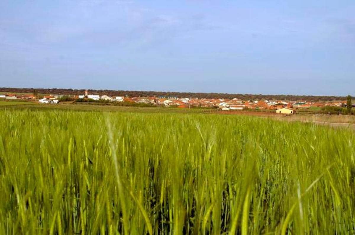 Una vista panorámica de la localidad salmantina de Abusejo, rodeada de campos de cereal.