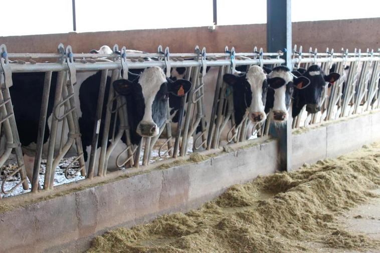 Vacas de leche en una explotación de Salamanca.