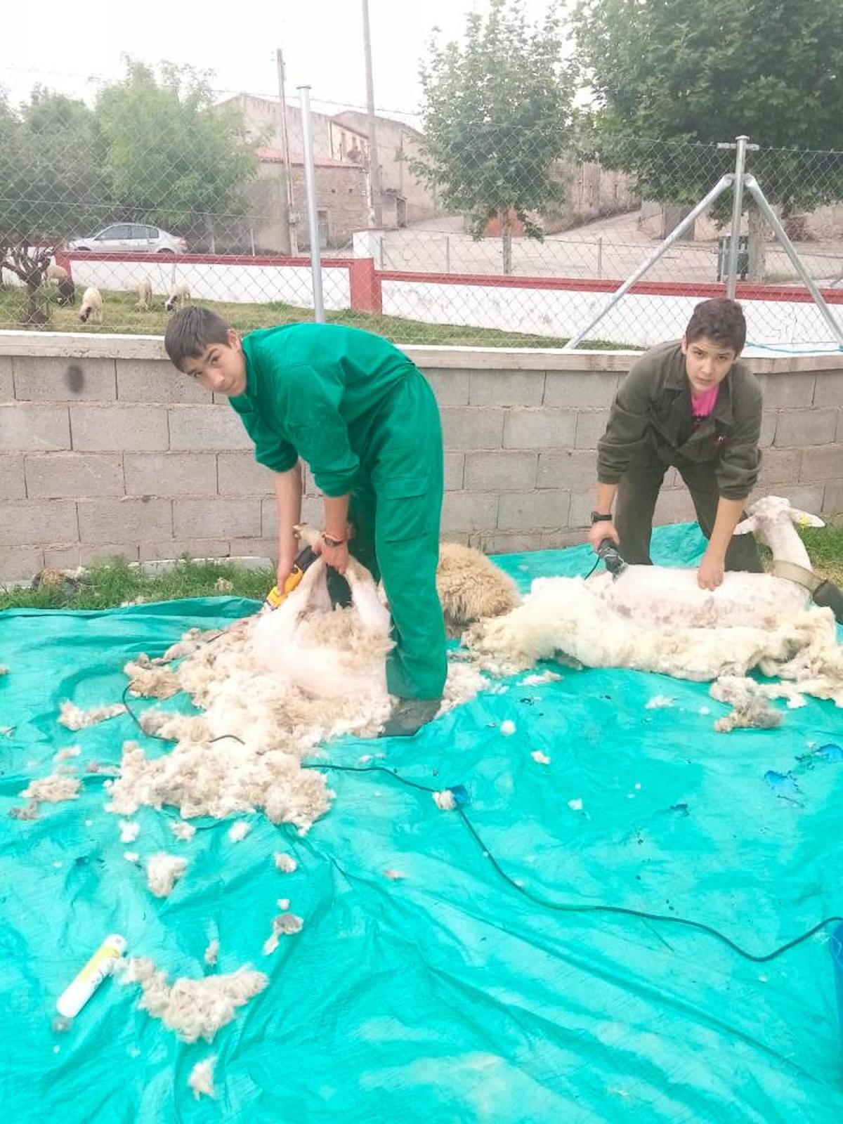 Adrián y Aarón, en pleno esquileo.