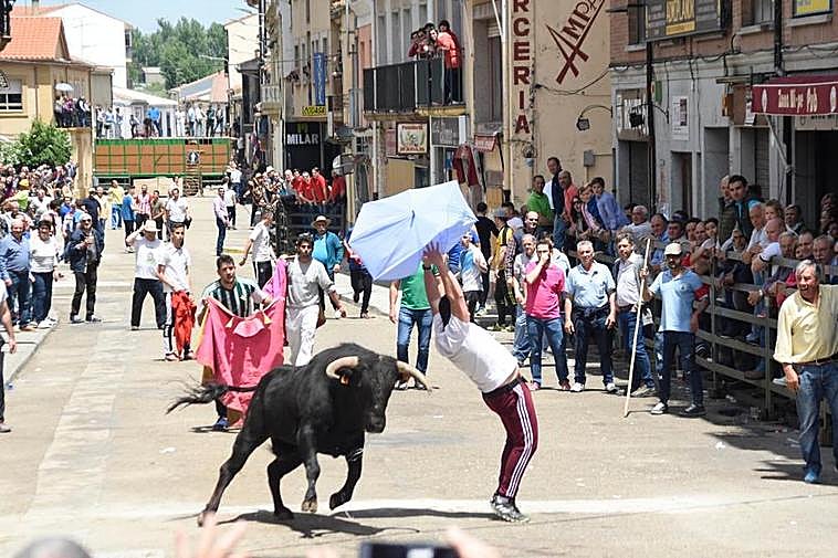Encierro de novillos en Vitigudino