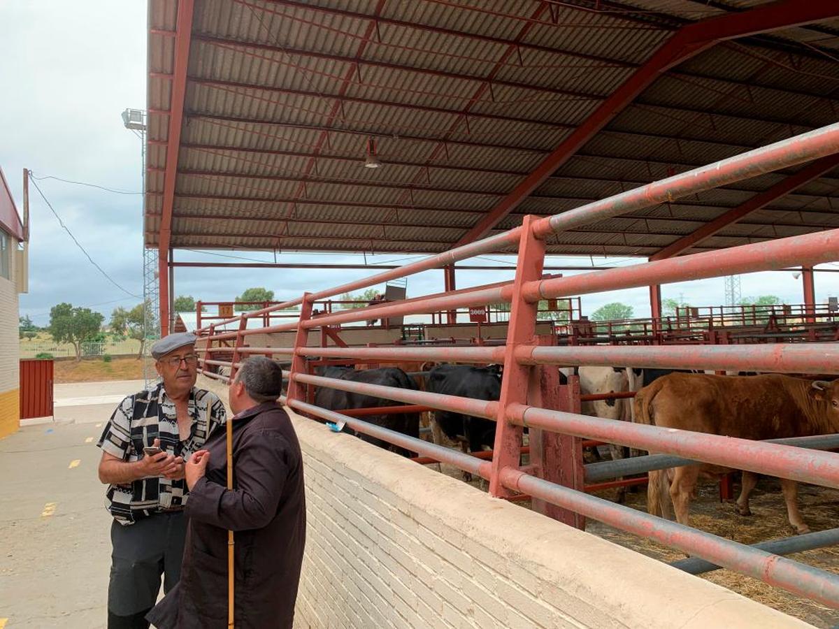 Dos tratantes conversan junto a los corrales de las vacas.