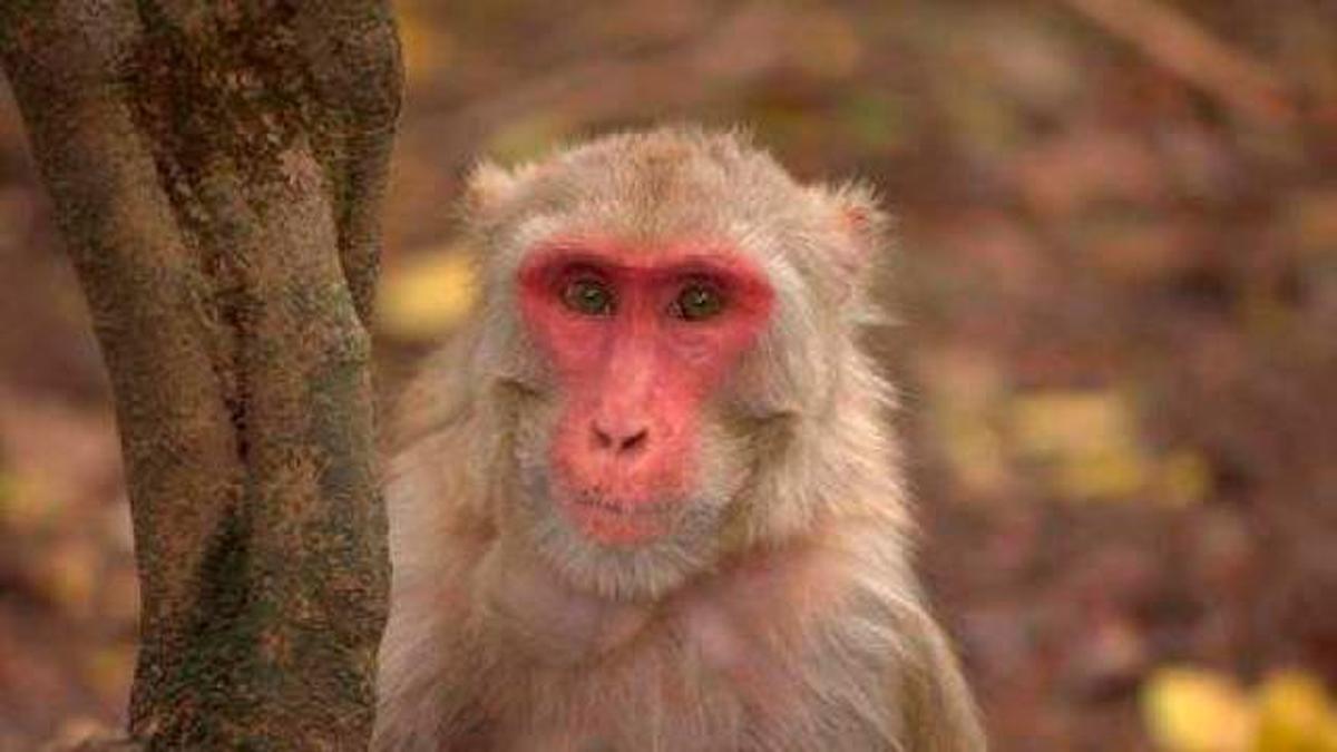 Mono macaco rhesus hembra