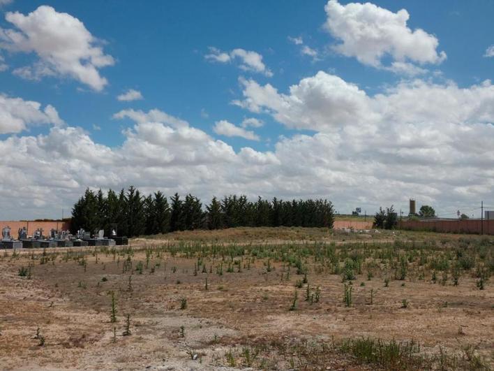 Interior del cementerio de Peñaranda, donde aflora la maleza en la zona sin sepulturas.