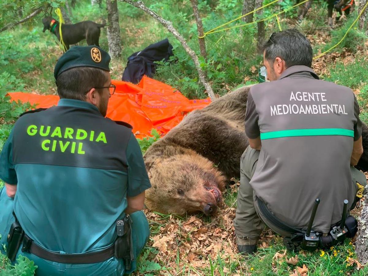 Cadáver de oso macho hallado en la Montaña Palentina | E. P.