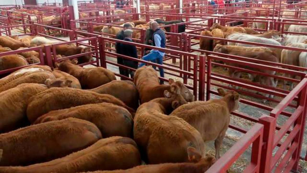 Ganado vacuno en el Mercado de Salamanca.