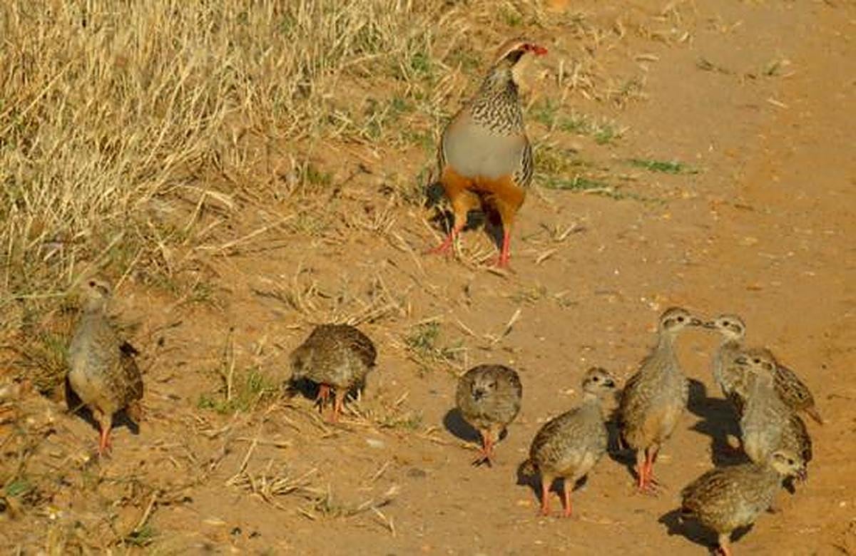 Una perdiz con sus perdigones.