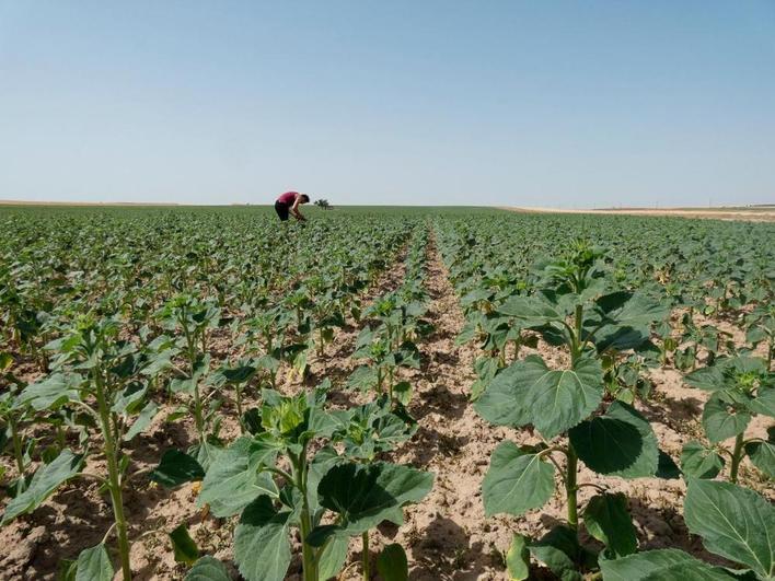 Parcela de girasol, el cultivo que más ha crecido en superficie en Salamanca durante esta campaña.