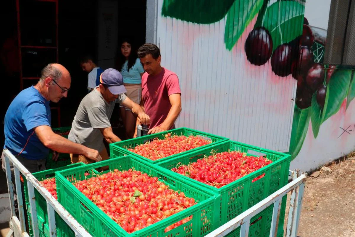 Descargando cereza en la cooperativa de Garcibuey.