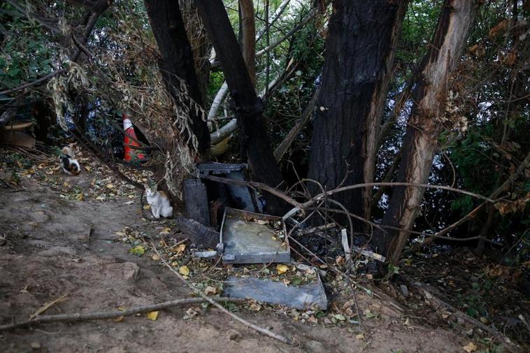 Dos gatos entre los restos de las colmenas quemadas y junto a árboles dañados por las llamas.