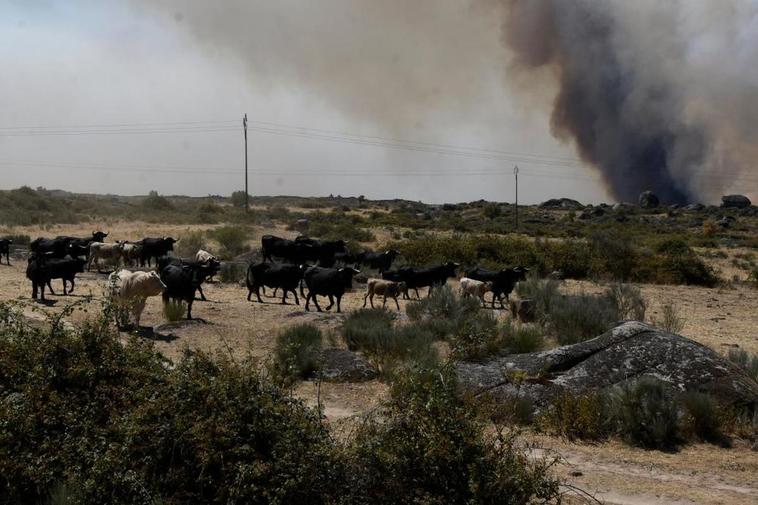 Un grupo de vacas escapan de las llamas de un incendio en la provincia salmantina