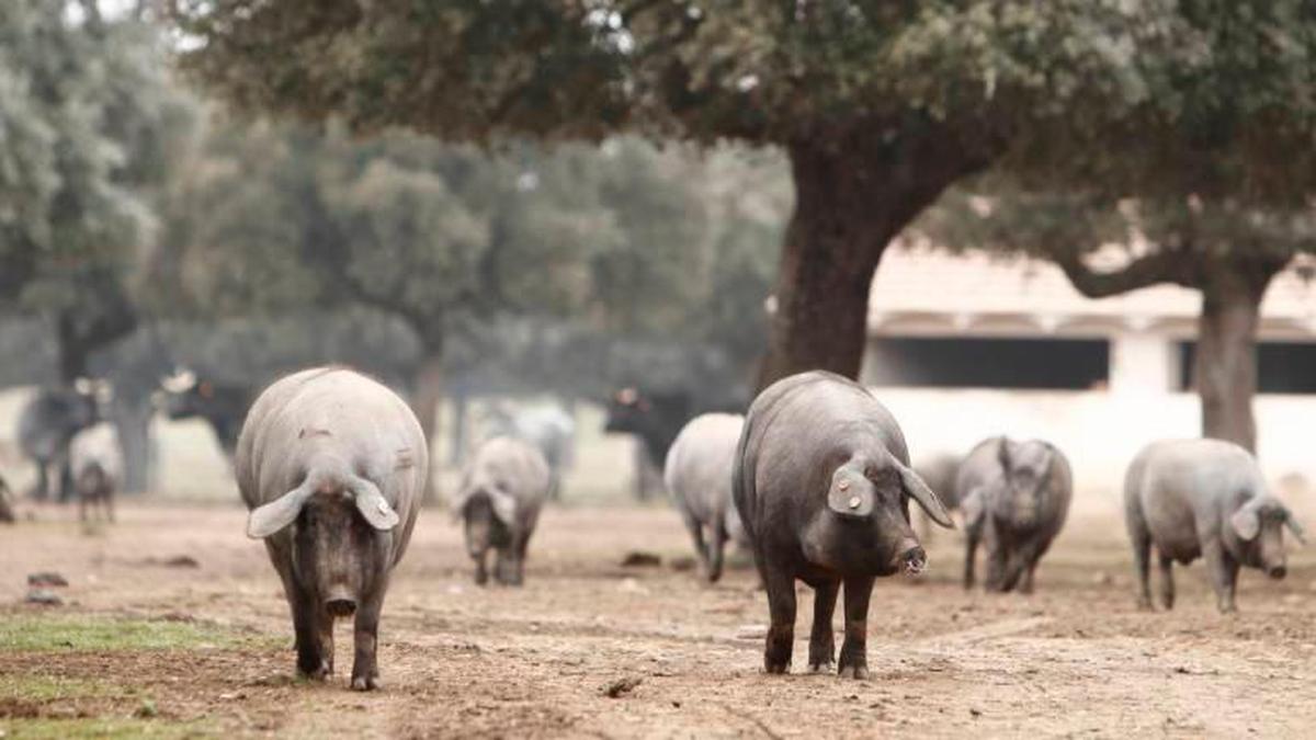 Ganado porcino ibérico