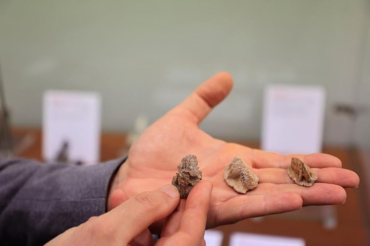 Muestra de varios osteodermos, placas óseas que cubrían la piel del Iberosuchus.