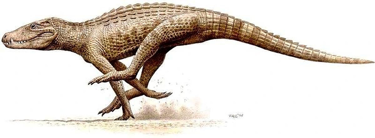 Dibujo de Raúl Martín del Iberosuchus macrodon, el principal depredador que reinaba hace 37 millones de años en lo que hoy es Salamanca.