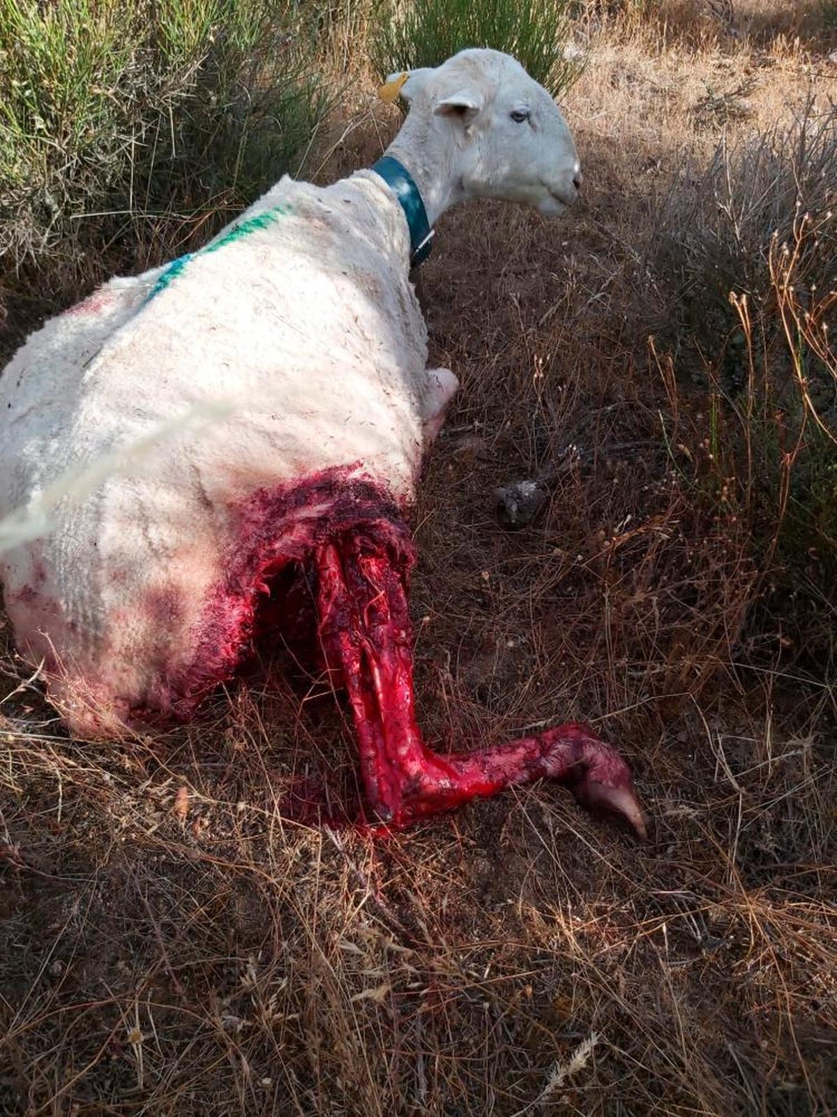 Una de las ovejas víctima del último ataque del lobo en Sardón de los Frailes.