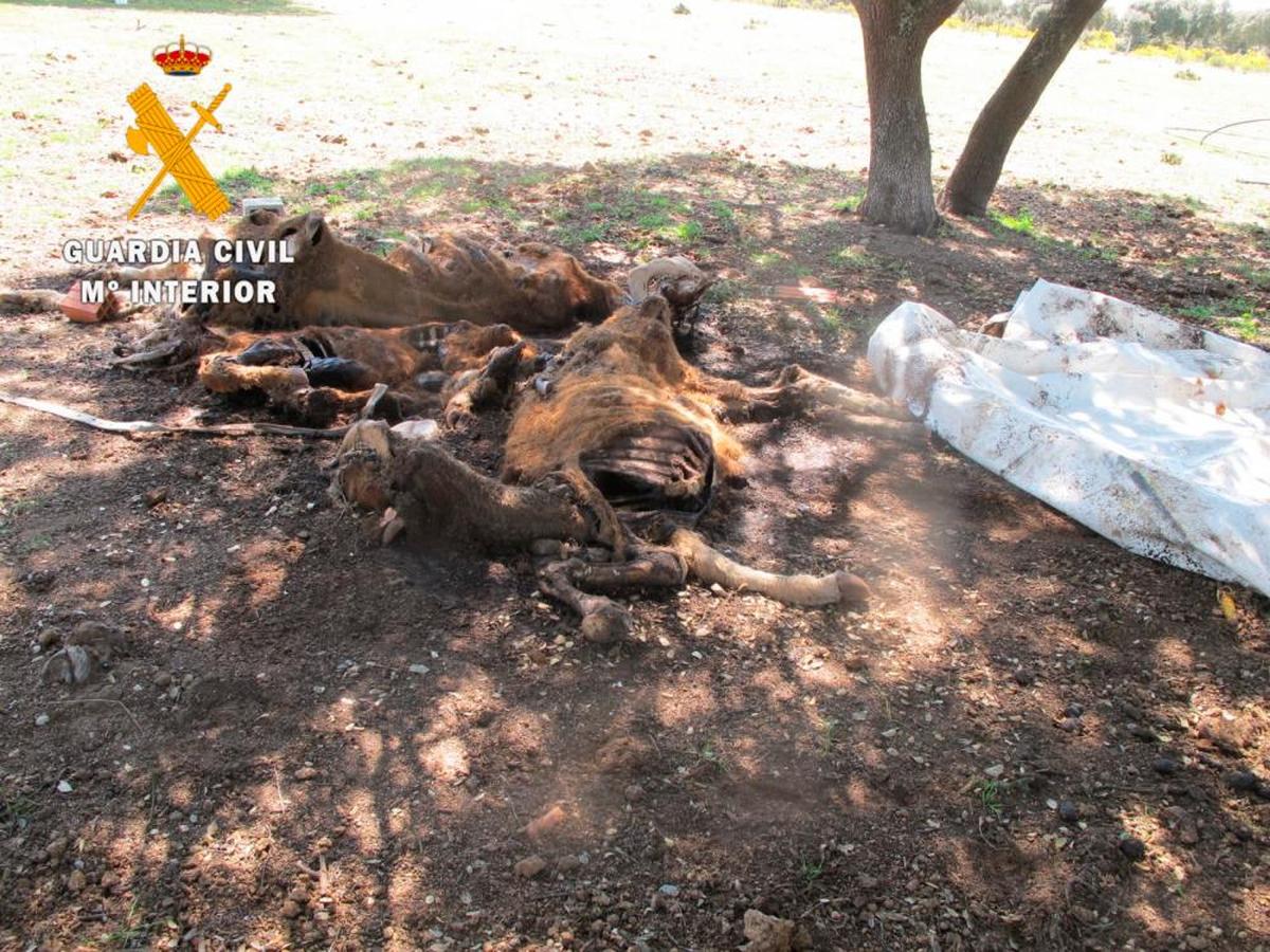 Algunos de los cadáveres encontrados en la finca.