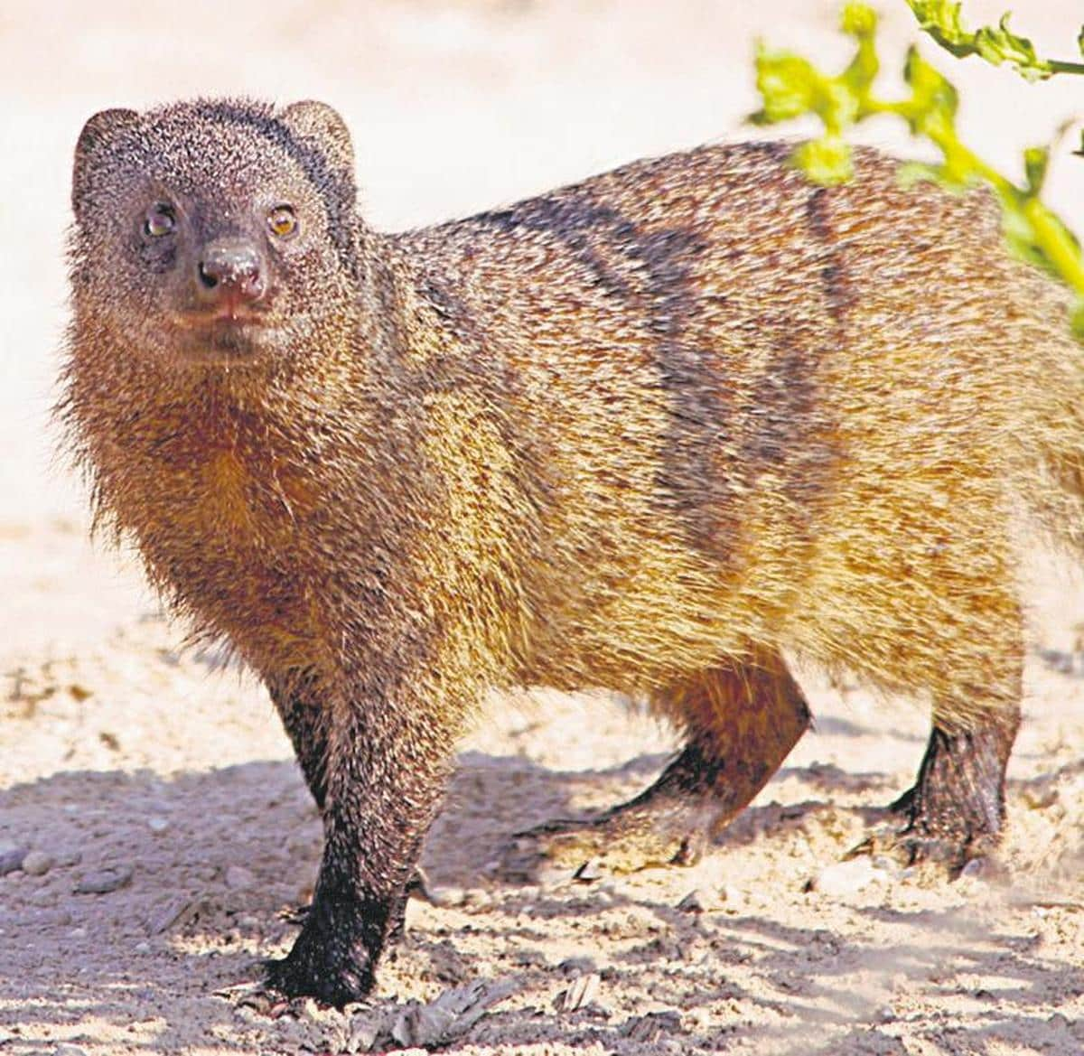 El meloncillo es un pequeño mamífero carnívoro del tamaño de una comadreja.