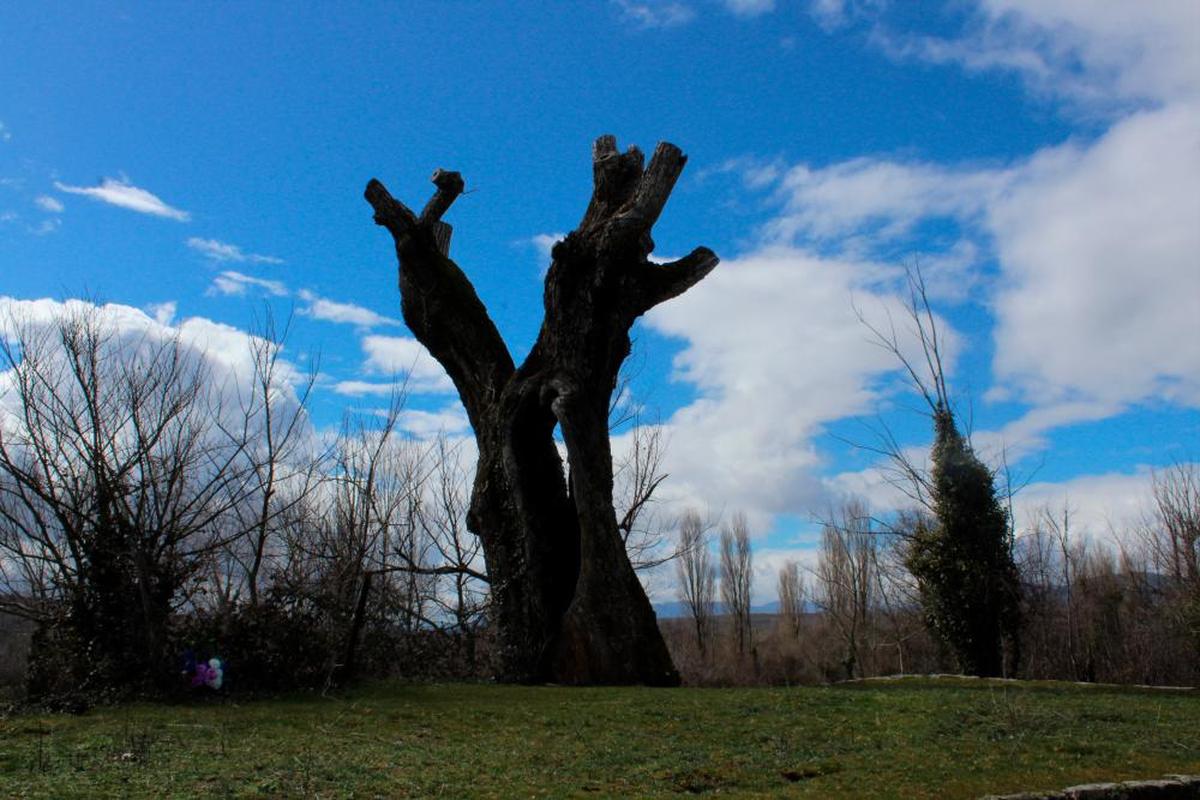 La nogala, el árbol sagrado que aún resiste el paso del tiempo.