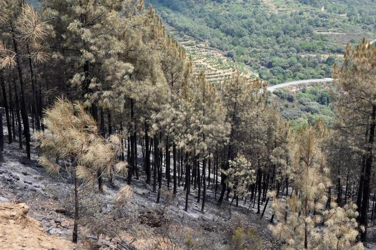 El incendio registrado el pasado sábado entre Villanueva del Conde y Sequeros obligó a cortar al tráfico la carretera SA-220, al fondo.