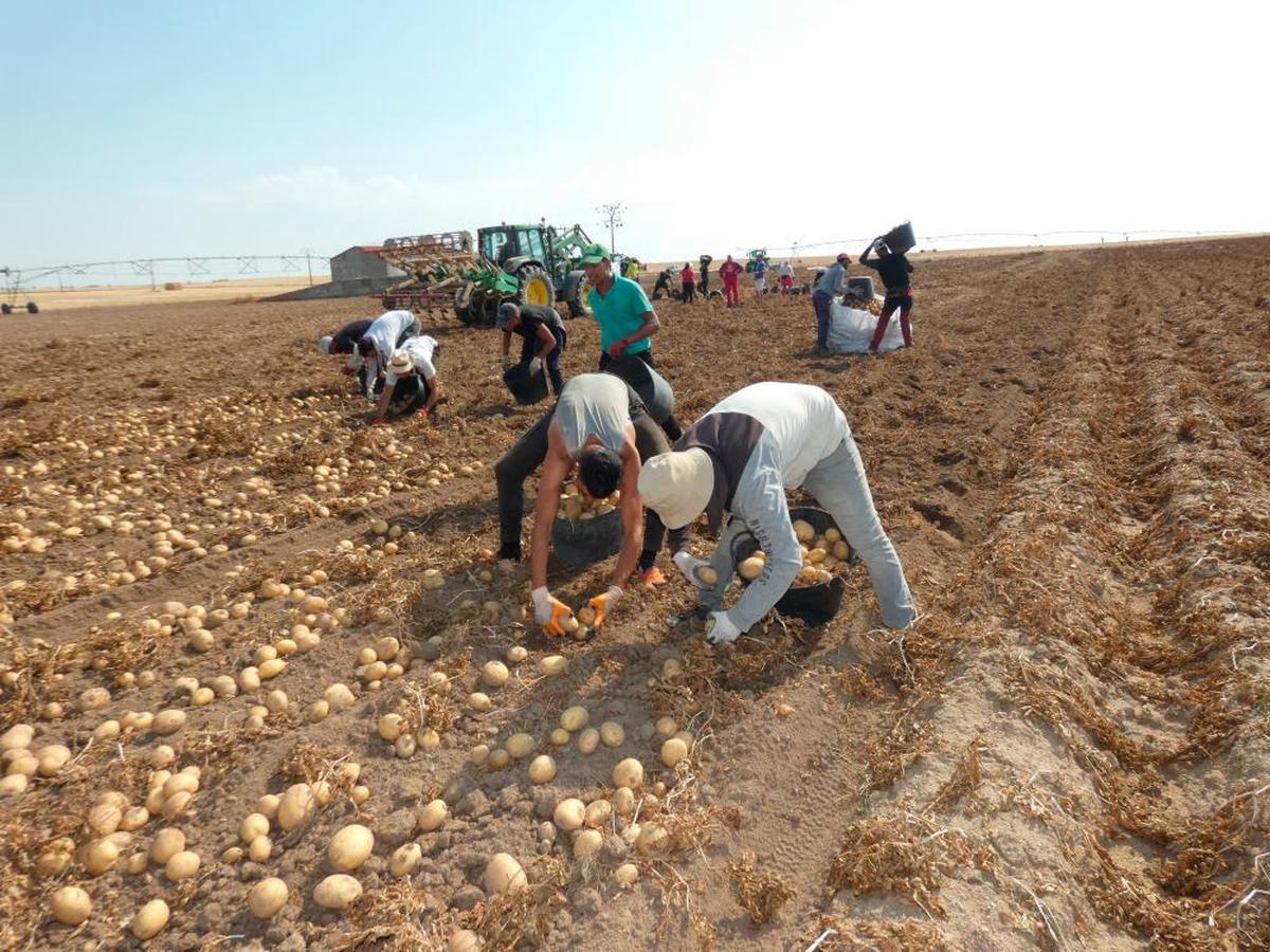 Patatas recogidas a mano para cuidarlas al máximo