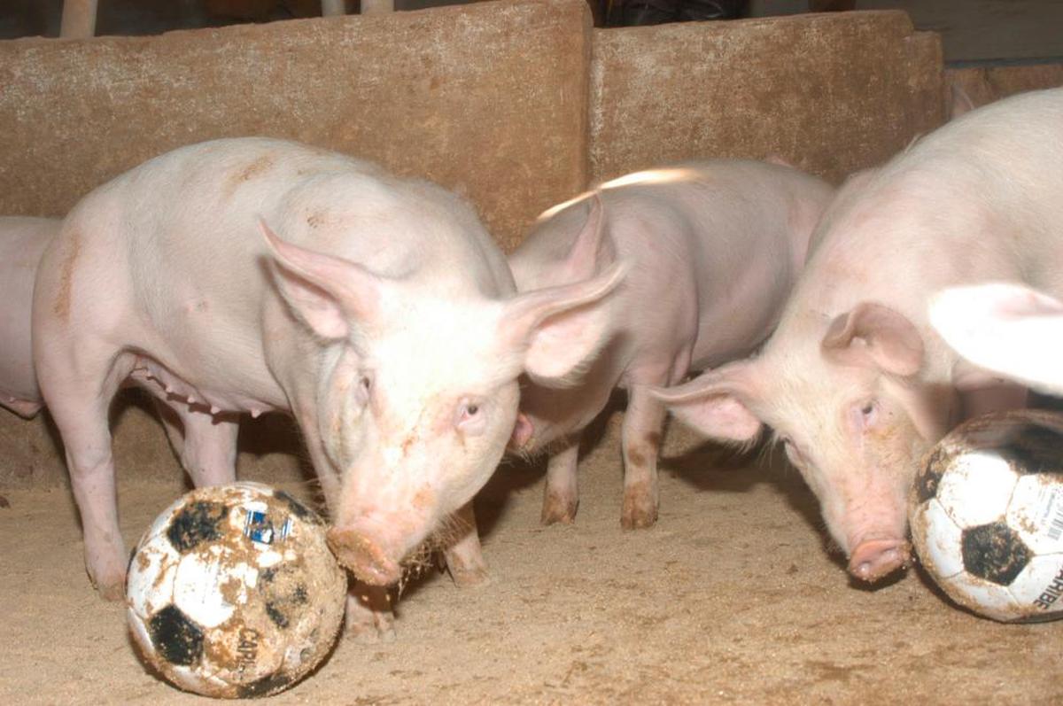 Granja de porcino con balones para que entretengan los animales.