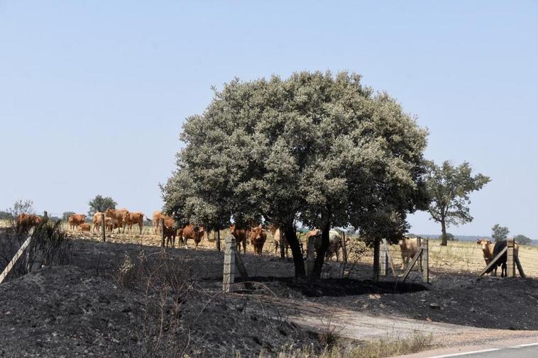 Un rebaño de vacas frente a una parcela arrasada por el fuego.