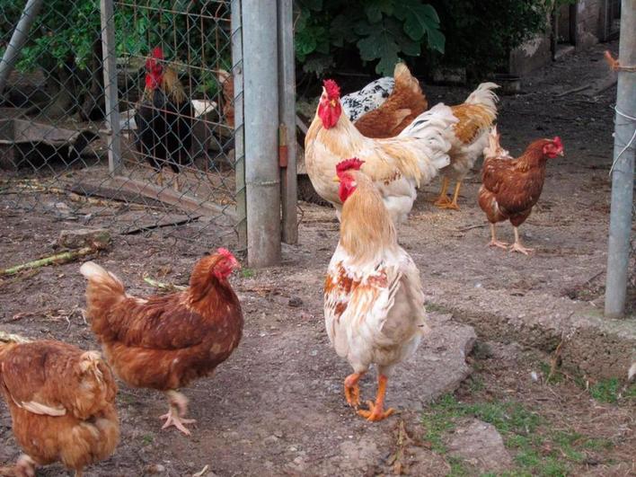 La localidad cántabra de San Felices de Buelna, lugar en el que se encontraban las aves, alcanzó los 42,9 grados el pasado domingo.