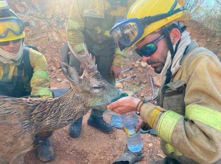 La acción de los bomberos del incendio de Losacio para salvarle la vida a un corzo