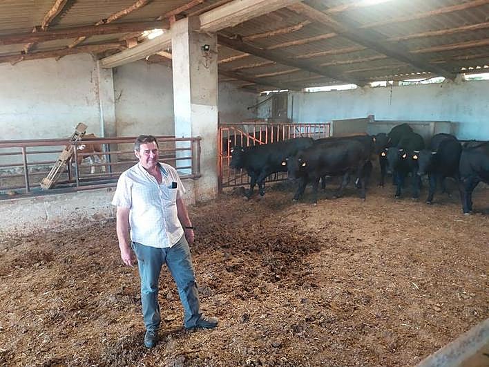 Enrique García Castellano junto a unas novillas de su explotación de Candelario.