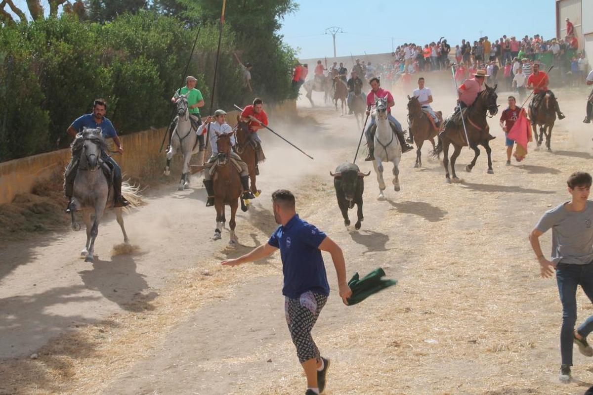 Jinetes y corredores acompañan al primer novillo camino de la plaza de toros de Macotera en las fiestas de 2019.