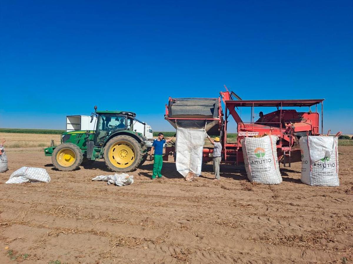 Agricultores sacan patatas en Cantalpino, ya con máquina.