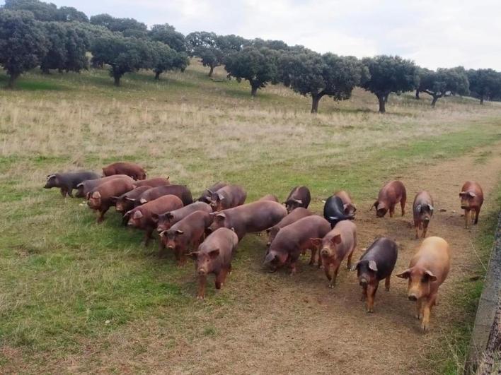 Cerdos ibéricos en una finca de Cespedosa de Tormes