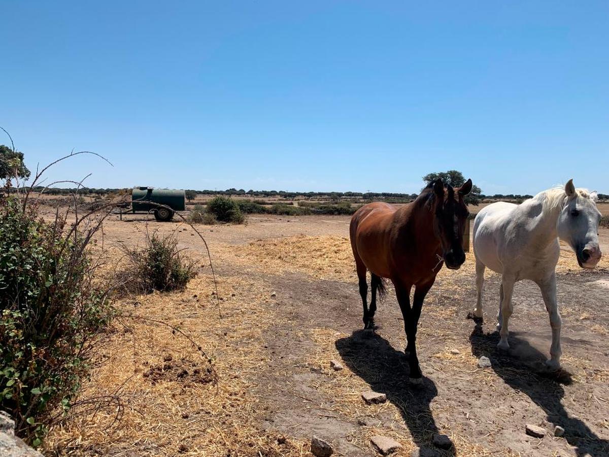 Explotación ganadera en la comarca de Ledesma, donde es necesaria la cisterna y no hay pastos.