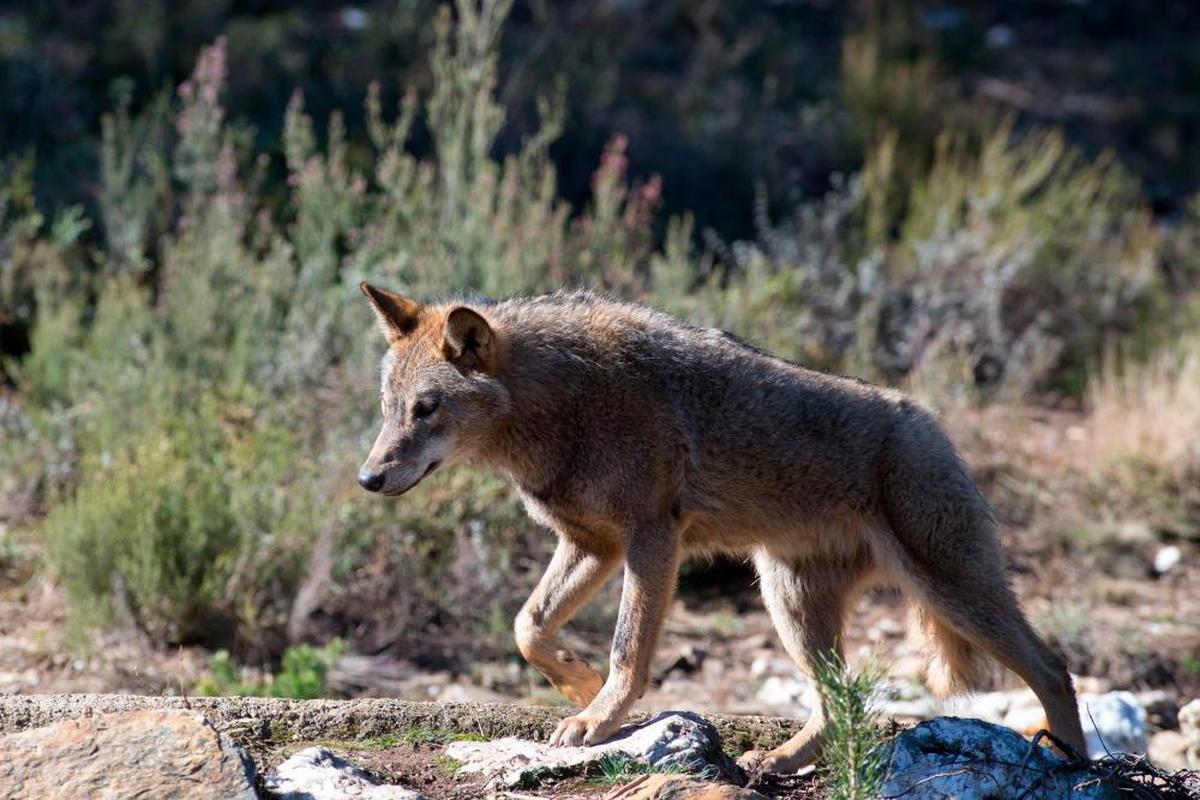 Un ejemplar de lobo ibérico