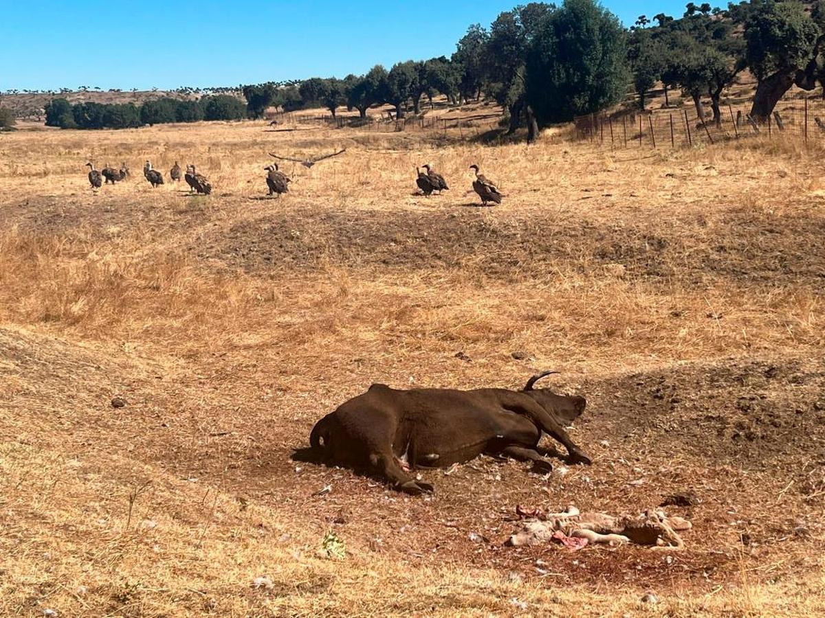 La vaca y el ternero muertos en la explotación de Alaraz.