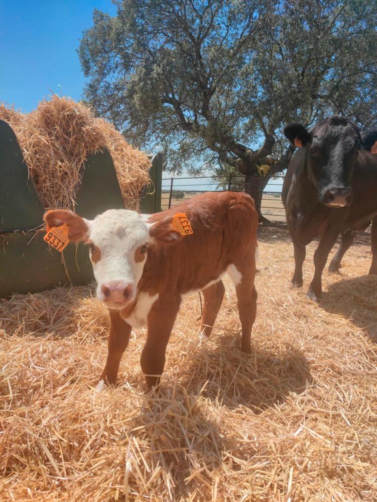 Una de las dos crías Hereford nacidas mediante transplante de embriones