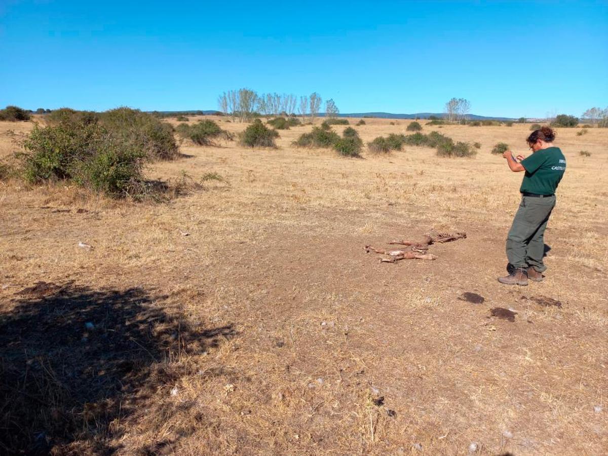 Ataque de buitre a un ternero en Herguijuela del Campo.