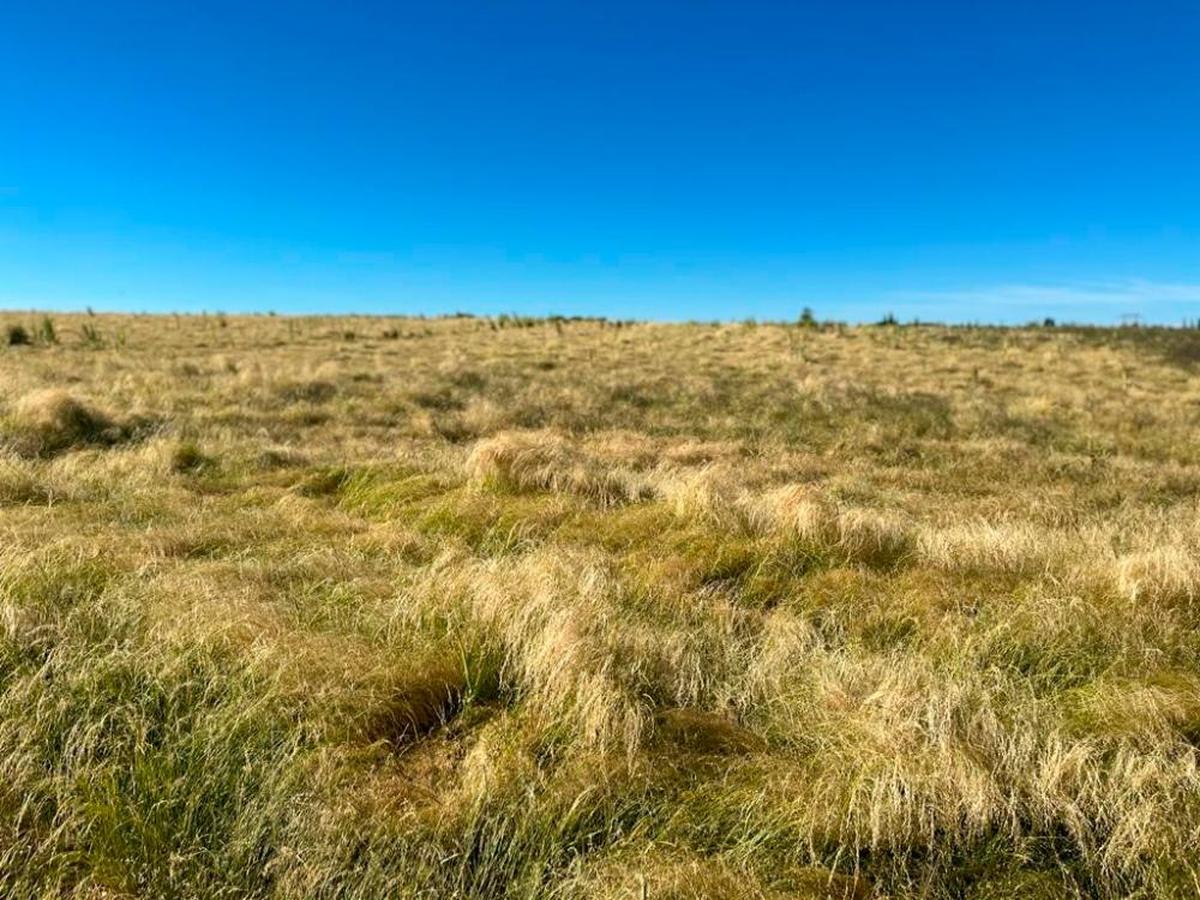 El teff en Valdunciel después de recibir su último riego antes de la cosecha