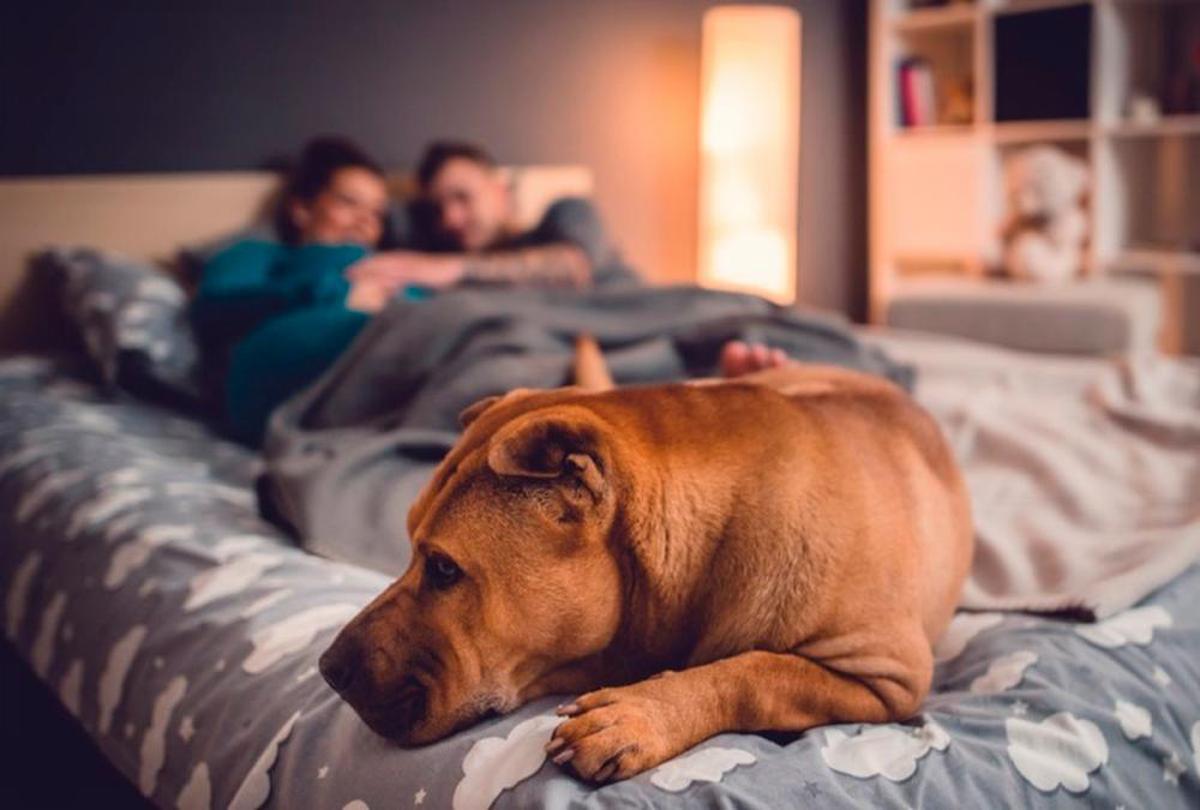 Pareja que duerme que comparte su cama con el perro.