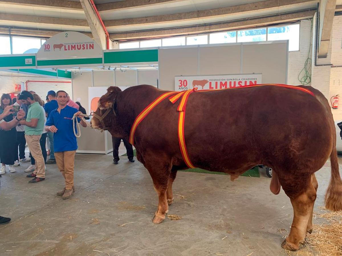 “Nogal”, el ejemplar campeón de limusín.